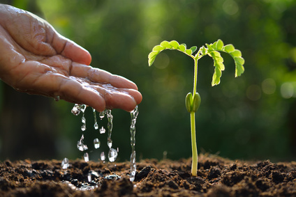 Farmer's hand watering a young plant